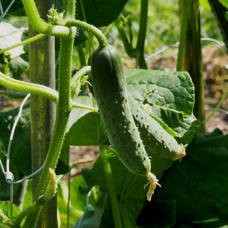 Pioneer F1 Cucumber Seed - Image 3
