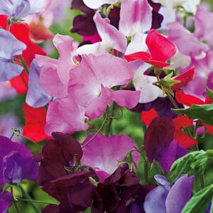 Sweet Pea, Early Multifora Mix (Lathyrus odoratus) Seed