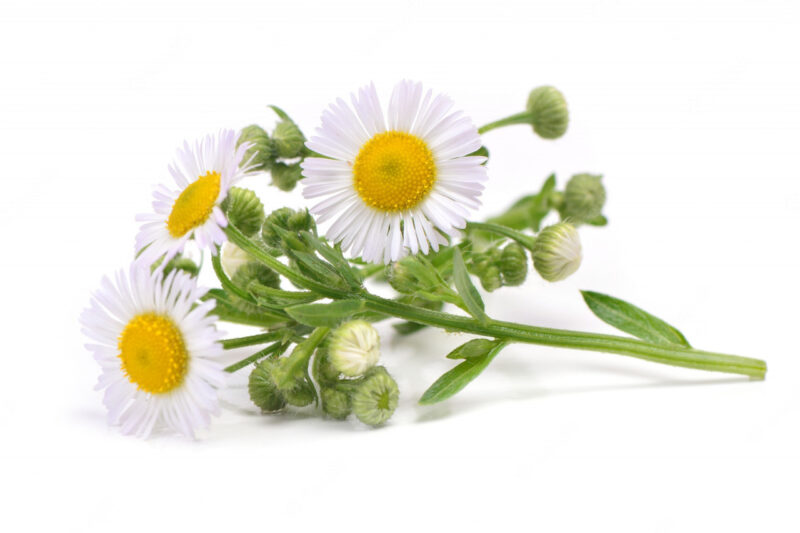 Chamomile, Roman Herb Seed