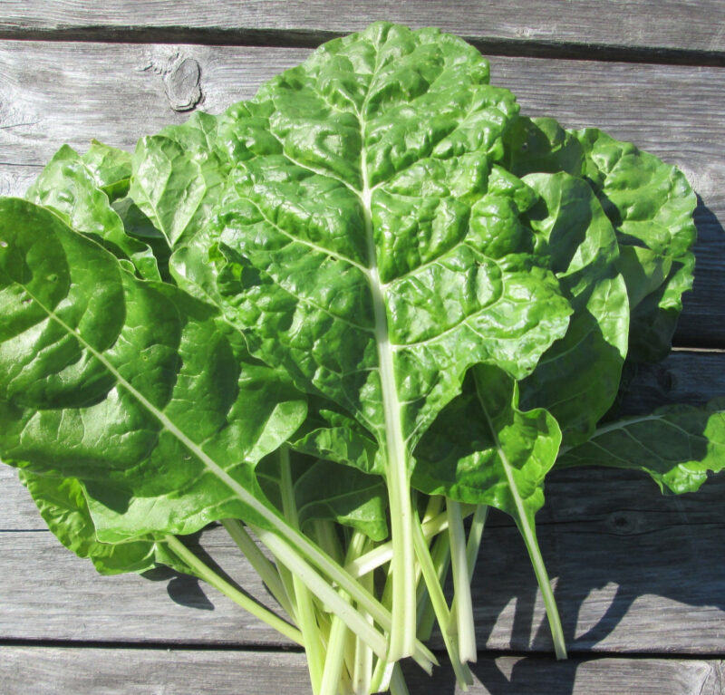 Lucullus Swiss Chard Heirloom Seed (Beta vulgaris subsp. vulgaris) - Image 5