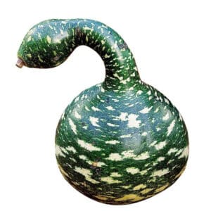 Speckled Swan Gourds Seed
