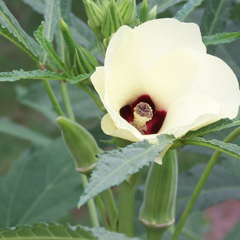 Emerald Okra Heirloom Seed - Image 5