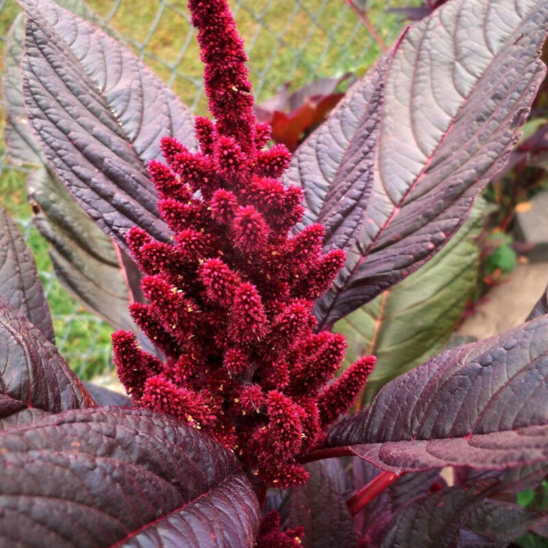 Amaranth, Red Garnett Herb - Image 5