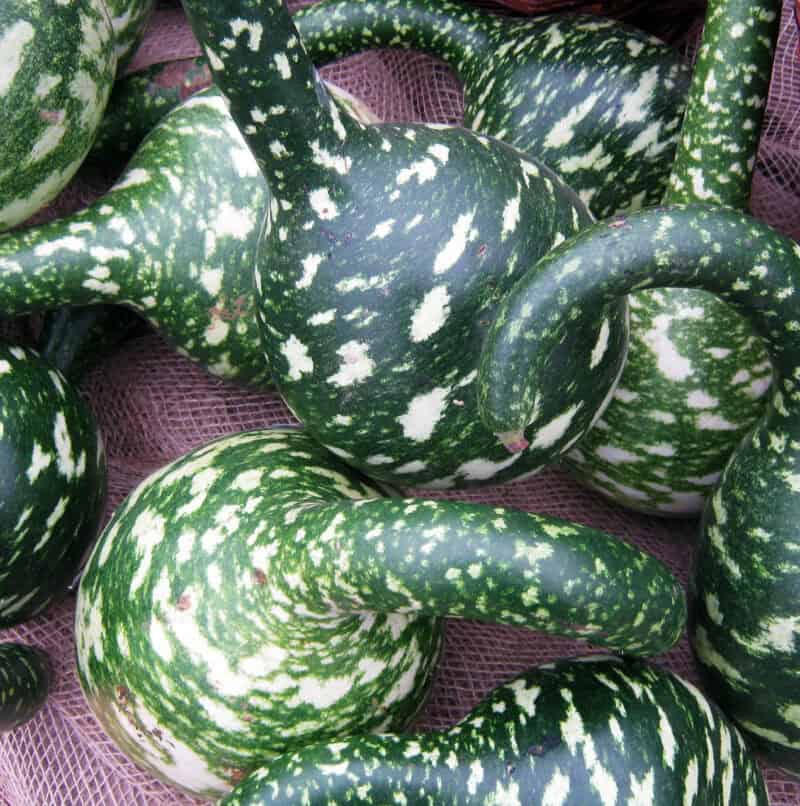 Speckled Swan Gourds Seed - Image 4