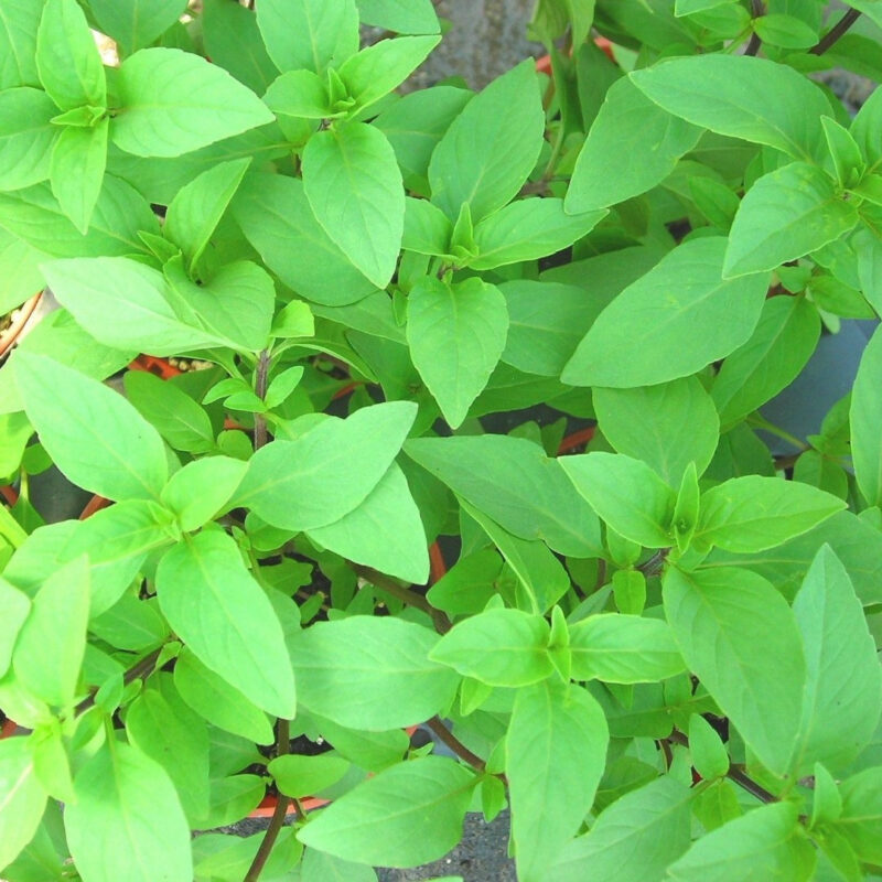 Basil, Anise Herb Seed - Image 2