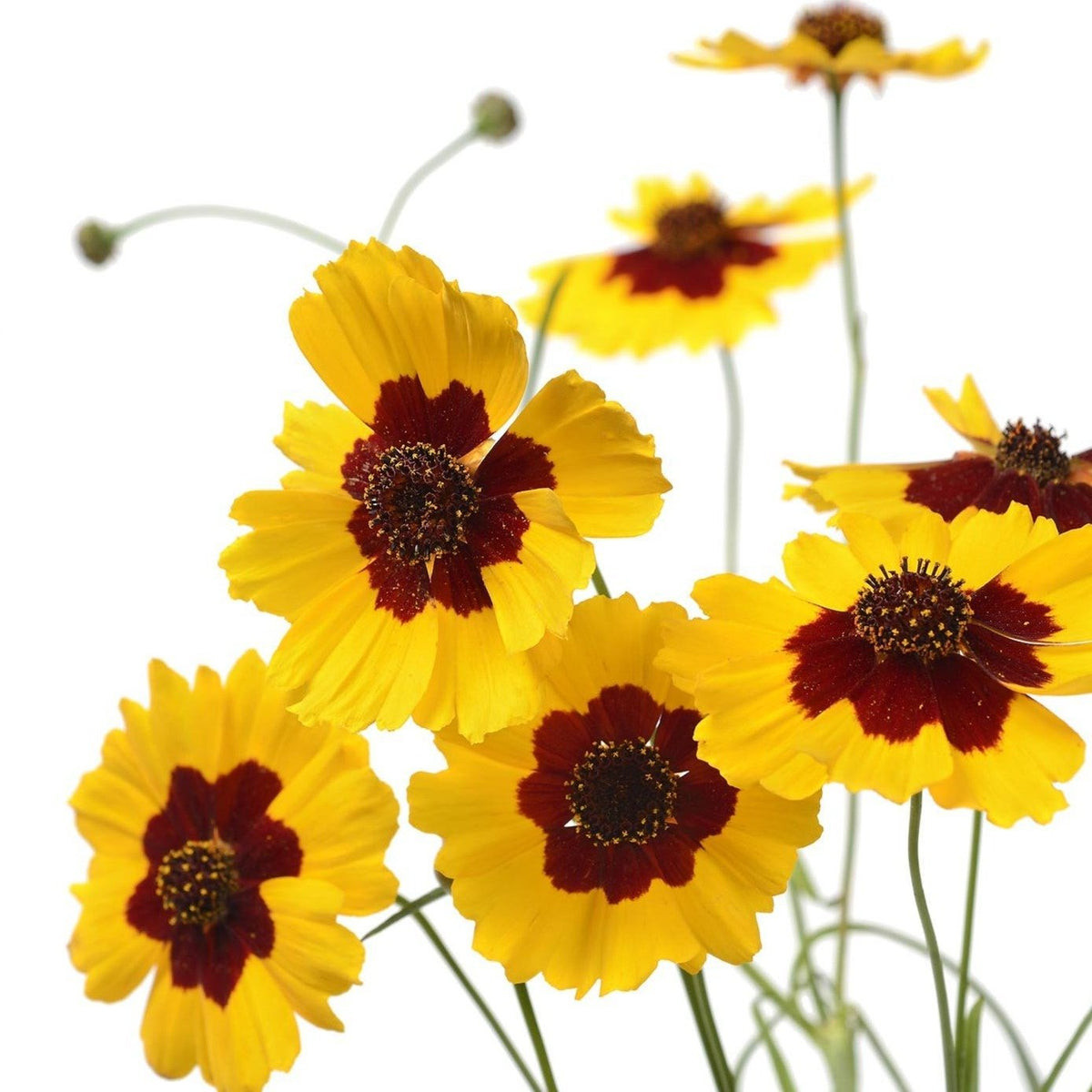 Plains Coreopsis, Tall (Coreopsis tinctoria) Seed (Coreopsis tinctoria)