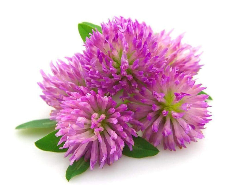 Chemical Free Red Clover Sprouting Seeds (also good for ground cover)