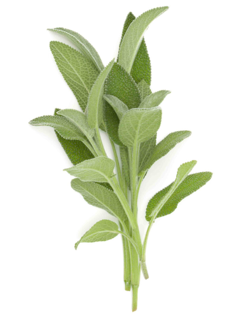 Herb Seeds