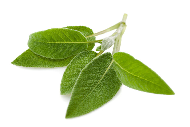 Sage, Broad Leaf Herb Seed - Image 3