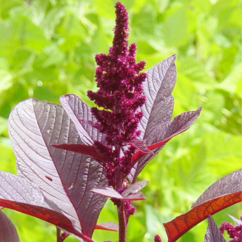 Amaranth, Red Garnett Herb - Image 4
