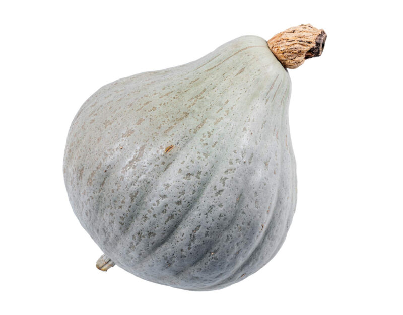 Blue Hubbard Winter Squash Heirloom Seed (Cucurbita spp.)