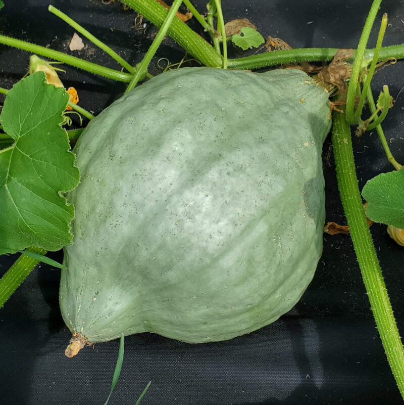 Blue Hubbard Winter Squash Heirloom Seed (Cucurbita spp.) - Image 3
