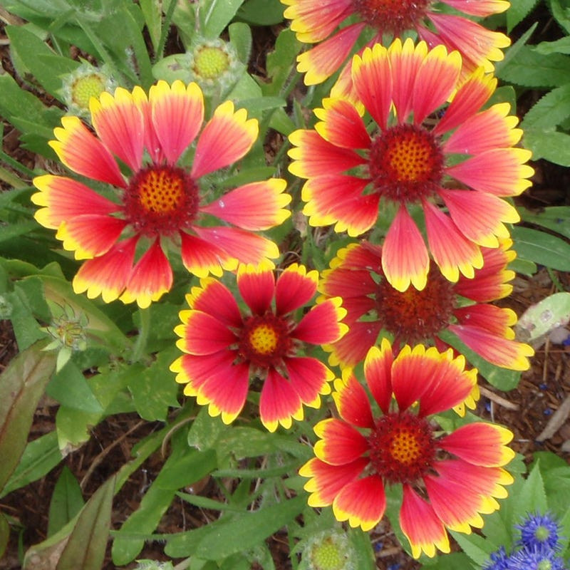 Annual Gaillardia (Gaillardia Pulchella) Seed