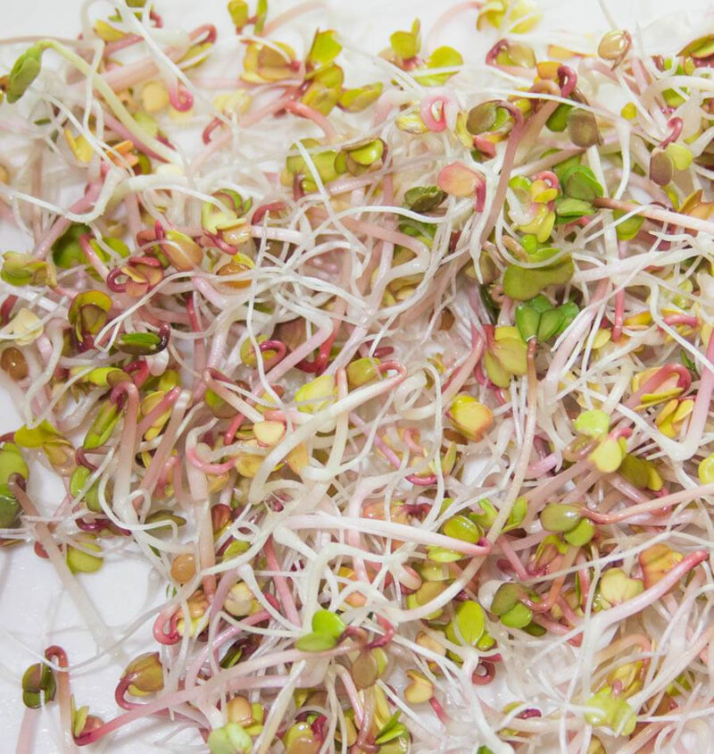 Broccoli and Friends Sprouting Seed Mix: Broccoli, Crimson Clover, Red Radish, Alfalfa - Image 5