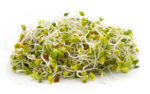 Broccoli and Friends Sprouting Seed Mix: Broccoli, Crimson Clover, Red Radish, Alfalfa
