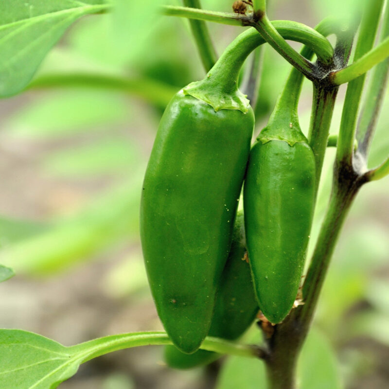 Jalapeno Tam Hot Pepper Heirloom Seed - Image 4