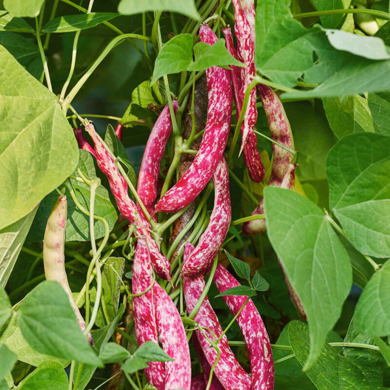 Bush Bean - Dwarf Horticulture Taylor Bean seed - Image 4