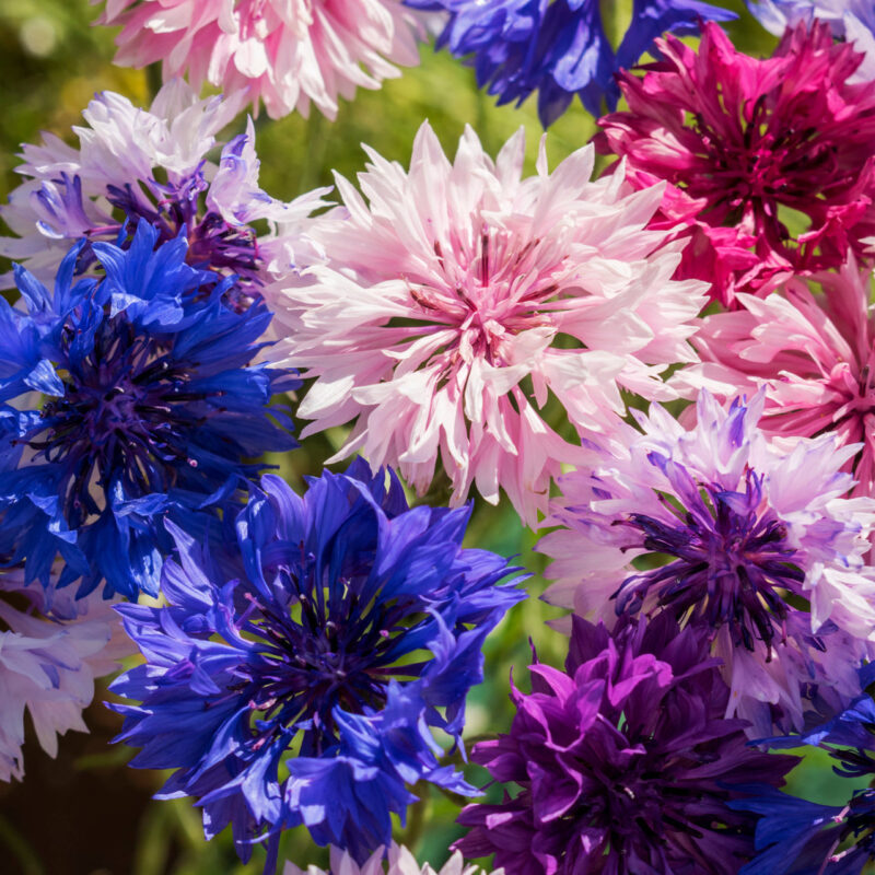 Bachelor Button (Centaurea Cyanus) Tall Mix Seed - Image 4