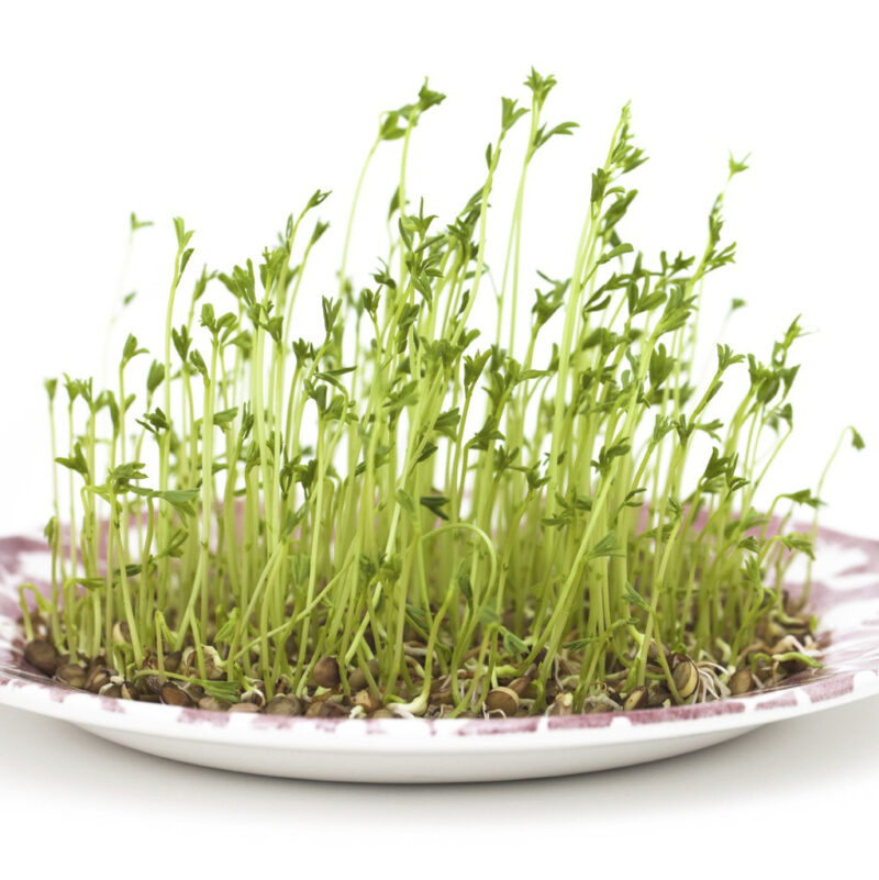 Zesty Veggie Mix Sprouting Seeds- Mix of Red Clover, Red Lentils, and Daikon Radish - Image 3
