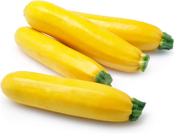Golden Zucchini Summer Squash Heirloom Seed