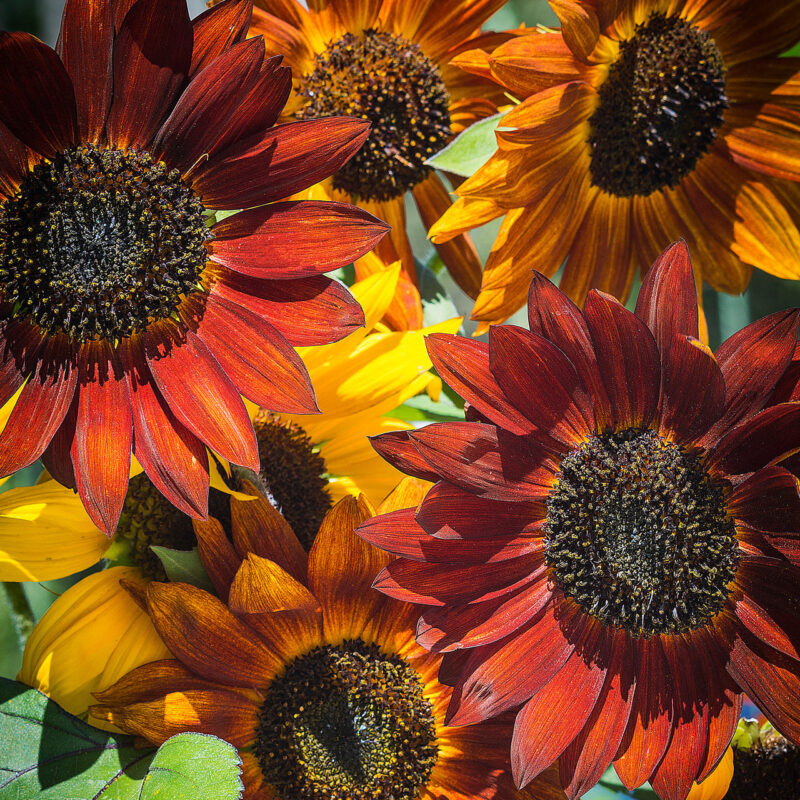 All Sorts Mix Sunflower Heirloom Seed - Image 3