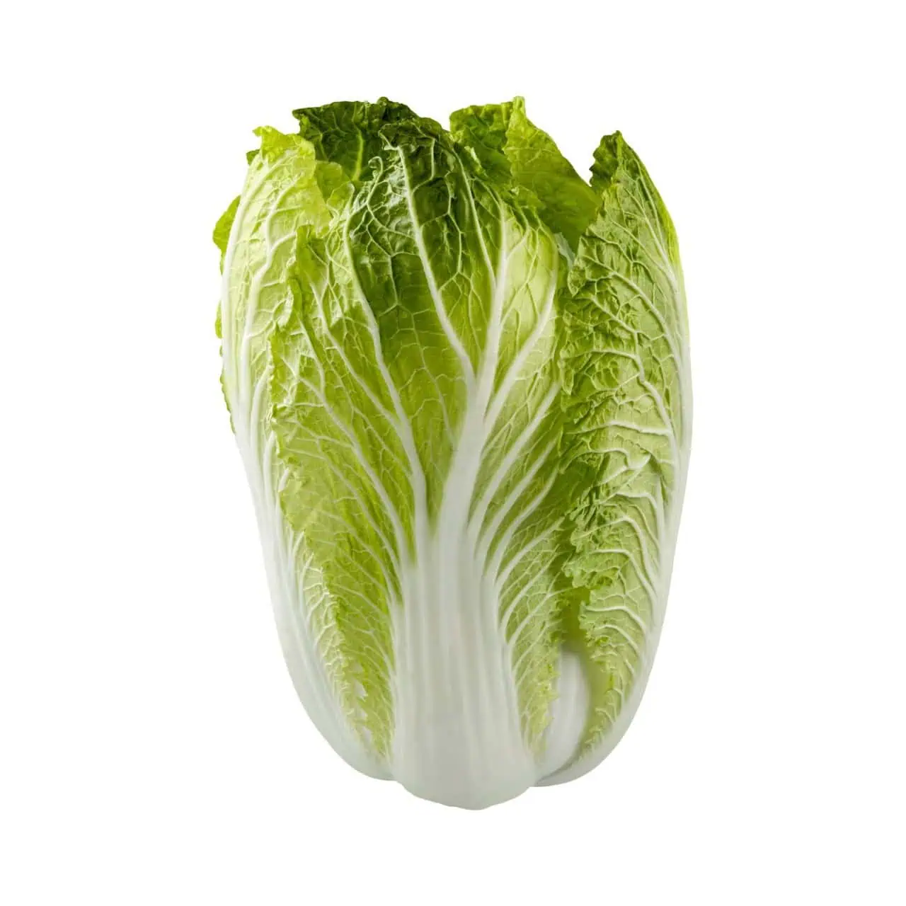 Chinese Cabbage – Michihli-Heading Cabbage Seed (Brassica oleracea