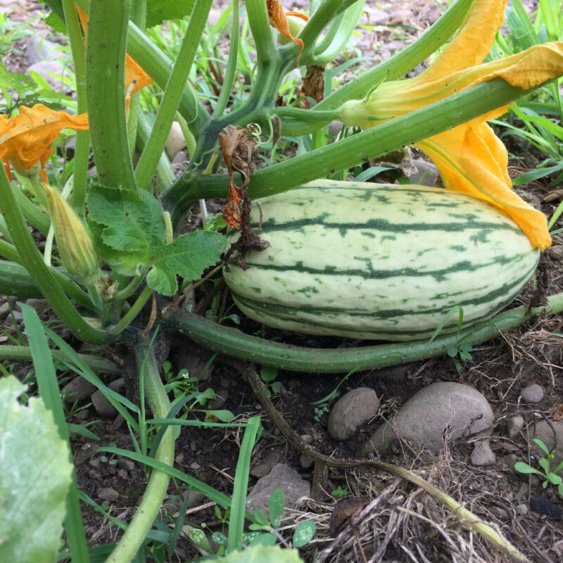Delicata Winter Squash Heirloom Seed - Image 3