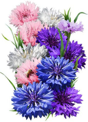 Bachelor Button (Centaurea Cyanus) Tall Mix Seed