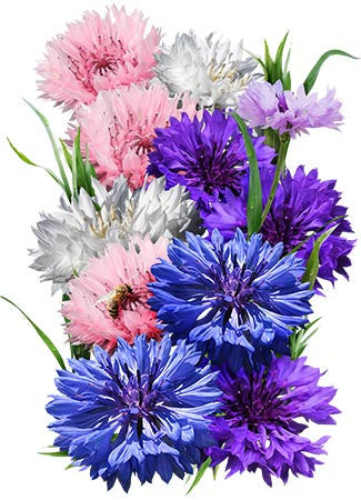 Bachelor Button (Centaurea Cyanus) Tall Mix Seed