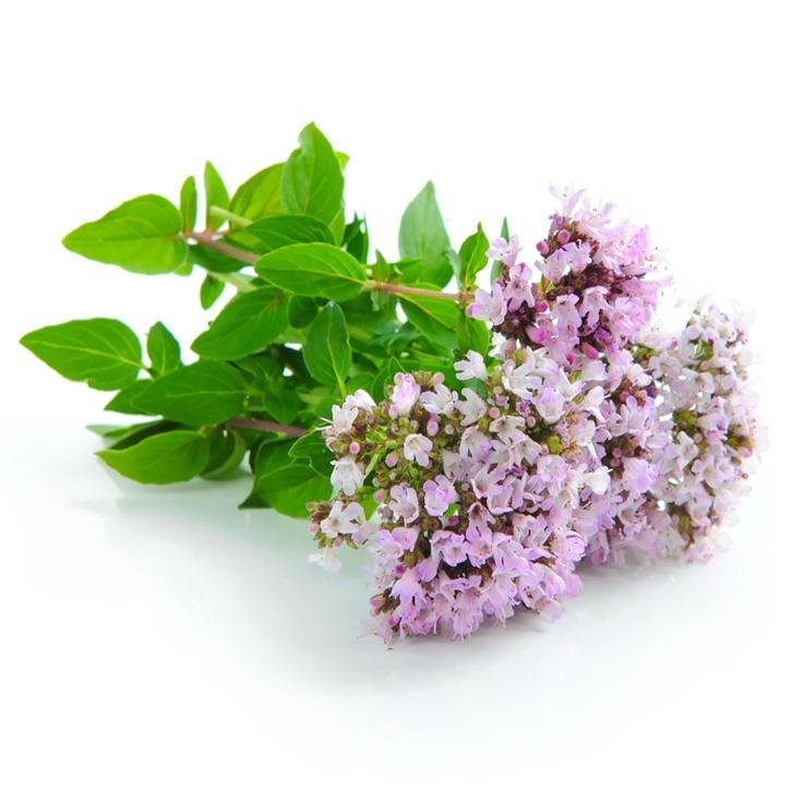 Oregano, Italian (Vulgare) Herb Seed