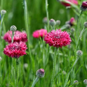 thumbnail image 2 of Heirloom Tall Red Cornflower / Bachelor Button Seeds – 75ct – Easy To Grow Annual 2 of 6