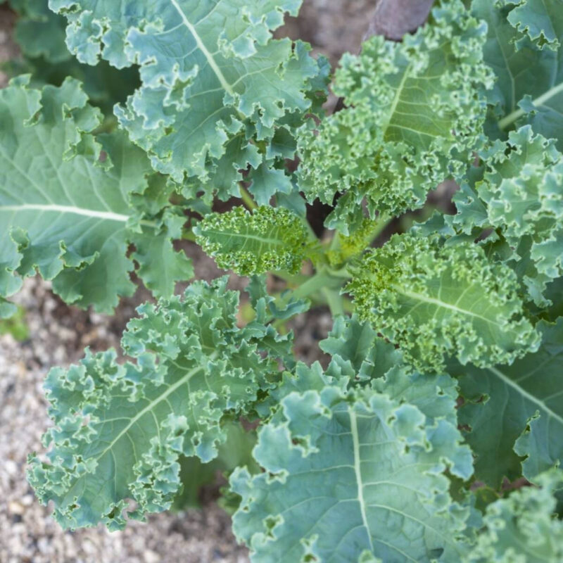 Kale, Vates Dwarf Blue Curled Scotch - Image 2