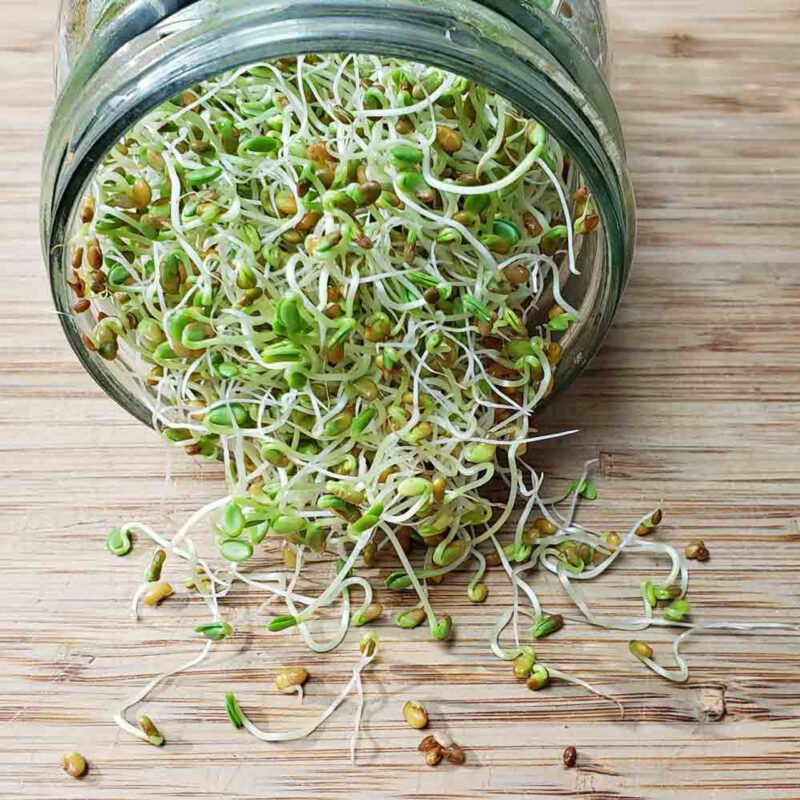 Zesty Veggie Mix Sprouting Seeds- Mix of Red Clover, Red Lentils, and Daikon Radish - Image 2