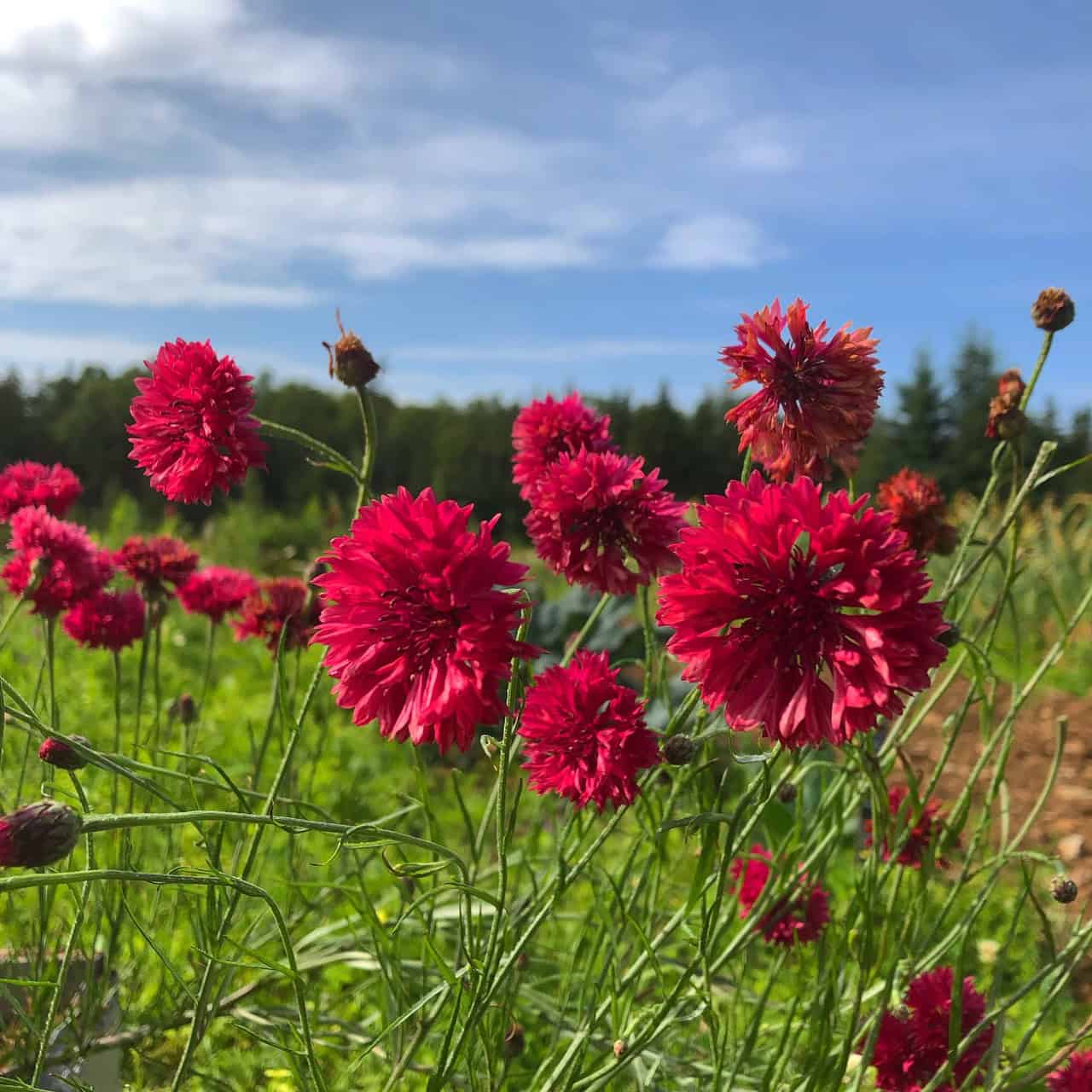 300 Seeds – Bachelor Button, Tall Red – Flower Seeds
