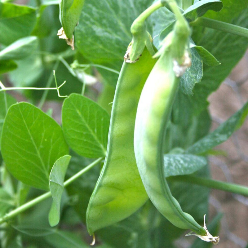 Snow Pea, Sugar Snap Heirloom Seed - Image 3