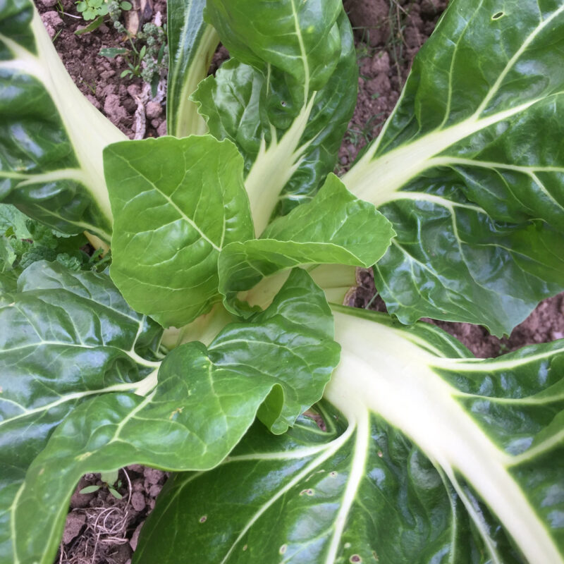 Large White Rib Swiss Chard Heirloom Seed - Image 5