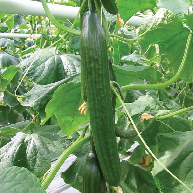Long Green Improved Cucumber Seed - Image 3