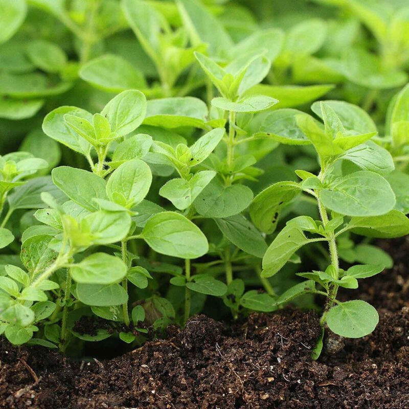 Oregano, Italian (Vulgare) Herb Seed - Image 5