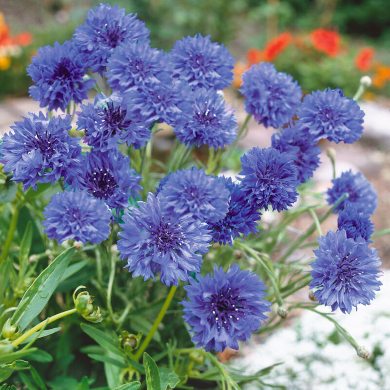 Bachelor Button (Centaurea cyanus), Tall Blue Seed - Image 4