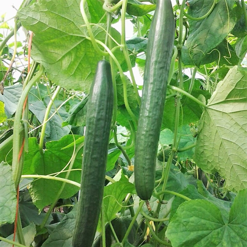 Long Green Improved Cucumber Seed - Image 2