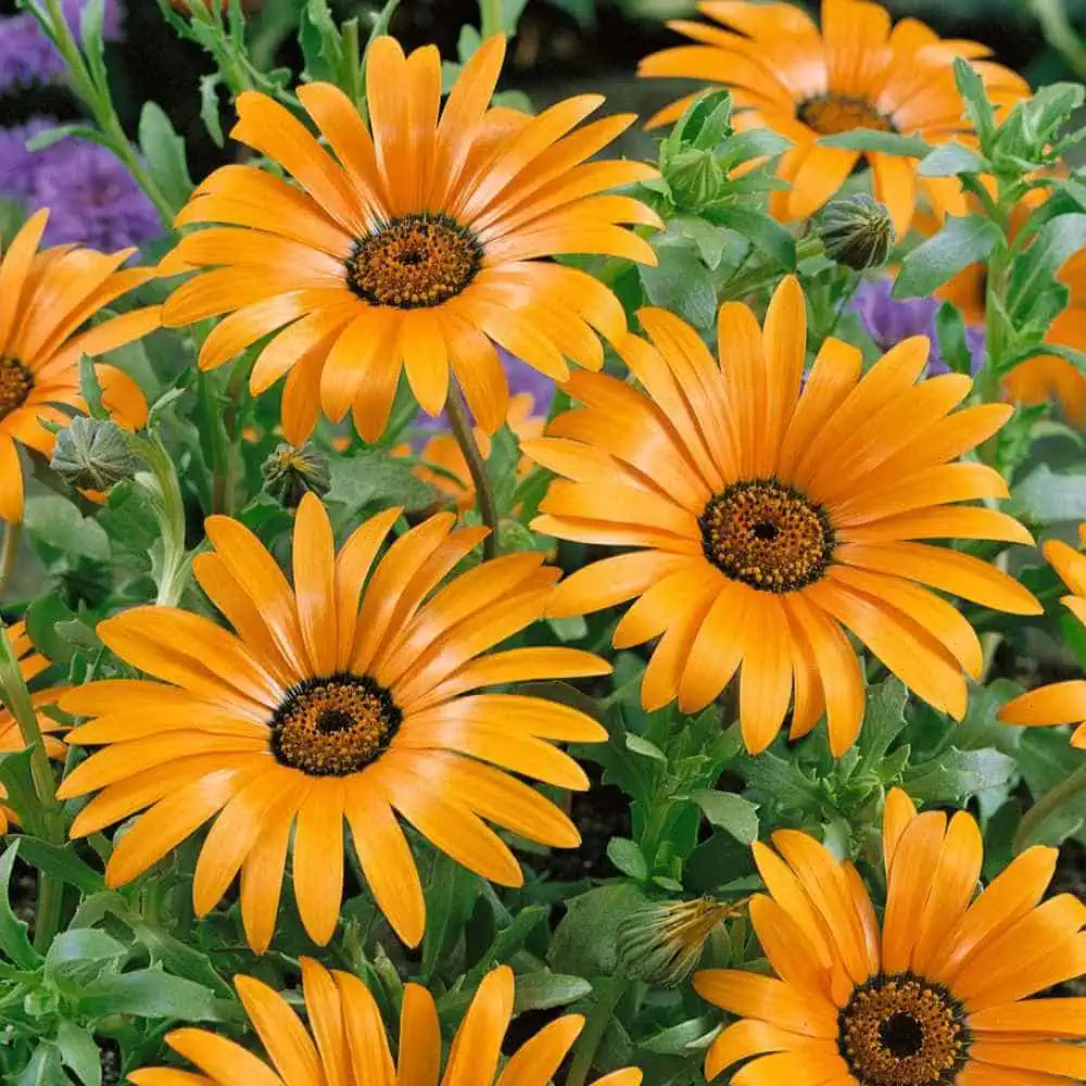 African Daisy (Dimorphotheca sinuata) Flake Seed - Todd's Seeds