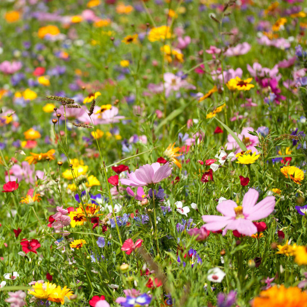 All Annual Wildflower Seed (Erysimum cheiri) - Image 3