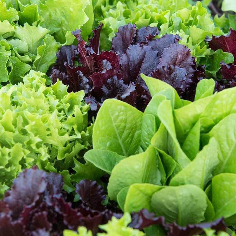 Garden Mesclun Blend Lettuce Seed - Image 4