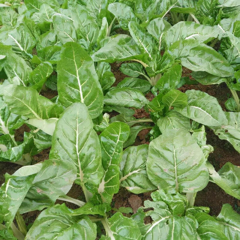 Large White Rib Swiss Chard Heirloom Seed - Image 3