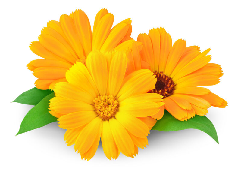 Todd's Seeds Edible Flower Mix, One Ounce - Image 3