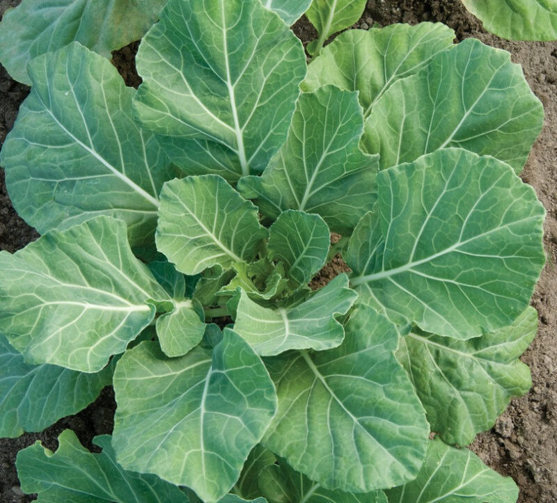 Vates Collard Seed - Image 2