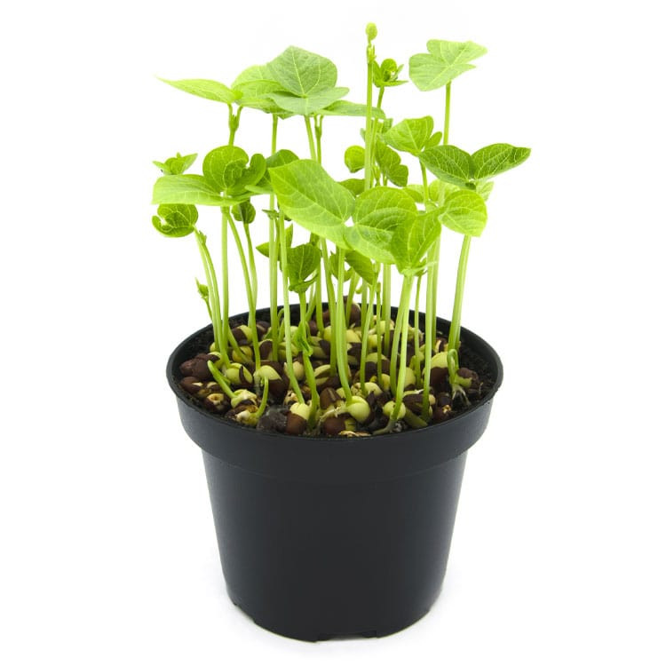 Protein Bean Sprouting Seed Mix; Green Pea, Mung Bean, Adzuki, Garbanzo - Image 5