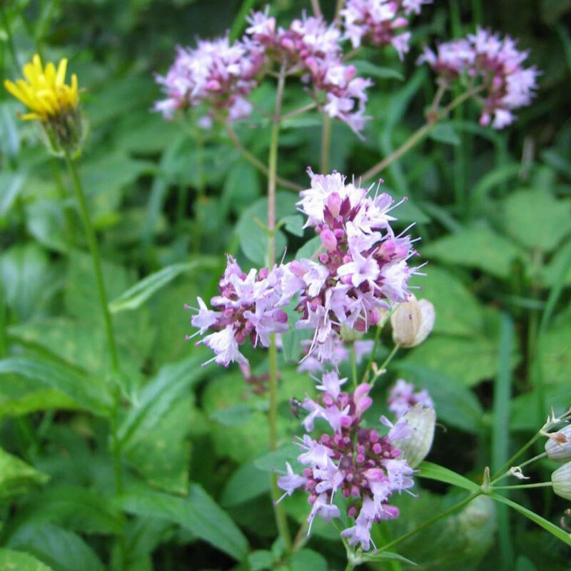 Oregano, Italian (Vulgare) Herb Seed - Image 3