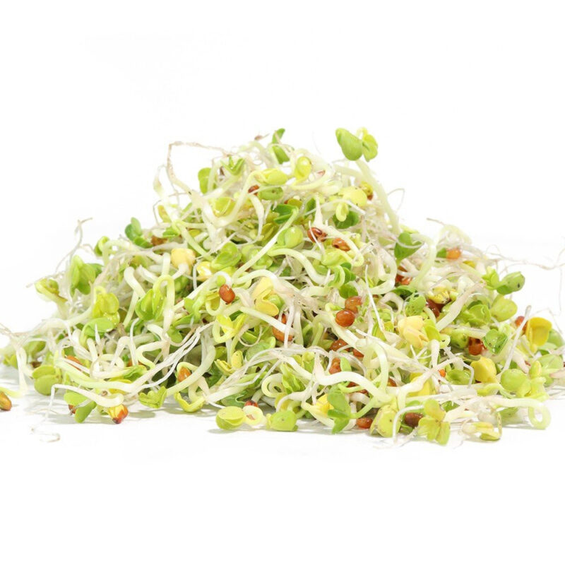 Zesty Veggie Mix Sprouting Seeds- Mix of Red Clover, Red Lentils, and Daikon Radish - Image 4