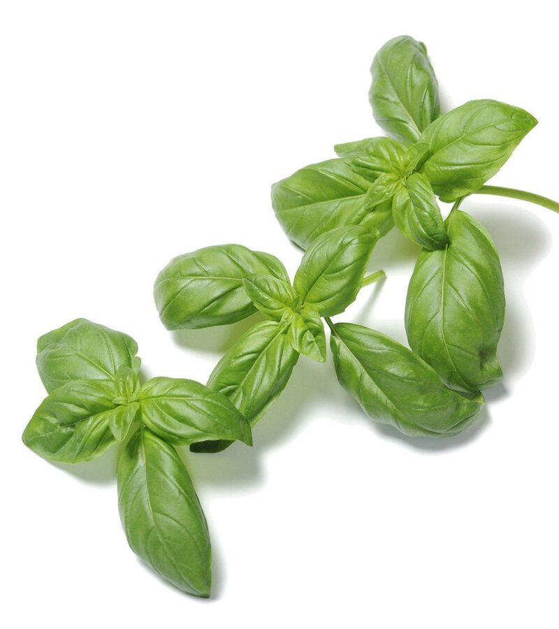 Genovese Basil Herb Seed - Image 4